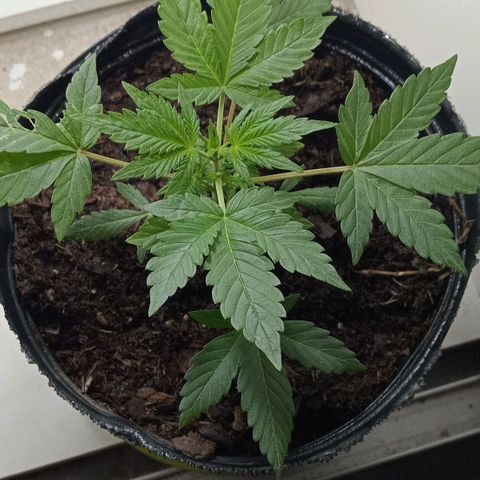 La toxi-k growlog timeline photo