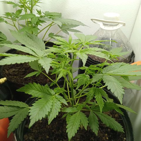 La toxi-k growlog timeline photo