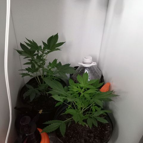La toxi-k growlog timeline photo