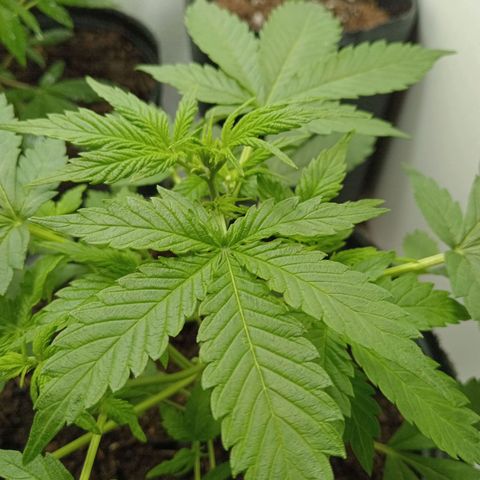 La toxi-k growlog timeline photo