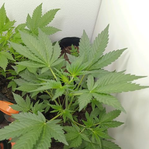 La toxi-k growlog timeline photo