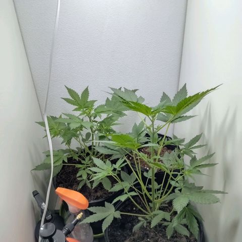 La toxi-k growlog timeline photo