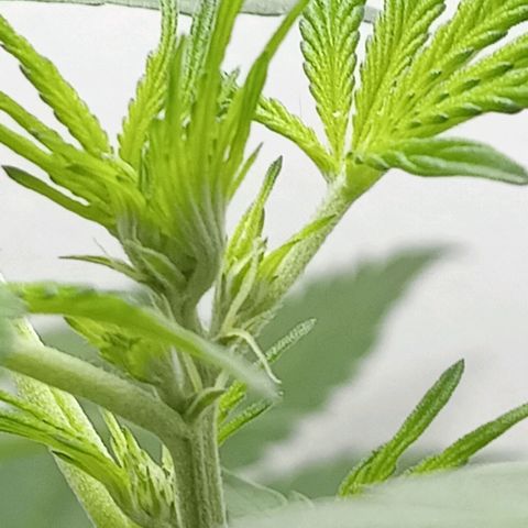 La toxi-k growlog timeline photo