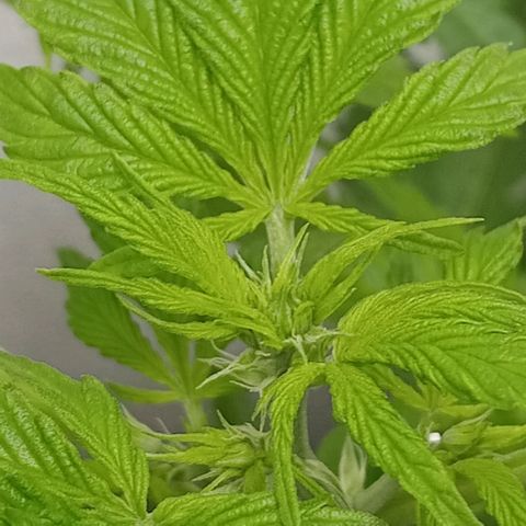 La toxi-k growlog timeline photo