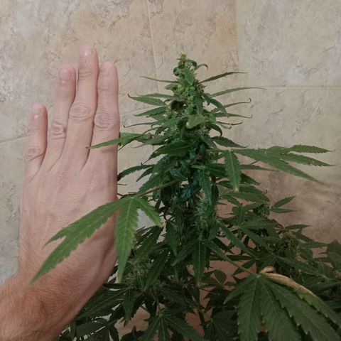 La toxi-k growlog timeline photo