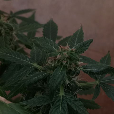 La toxi-k growlog timeline photo