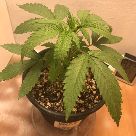 Mango Biche growlog photo: First Feeding 
