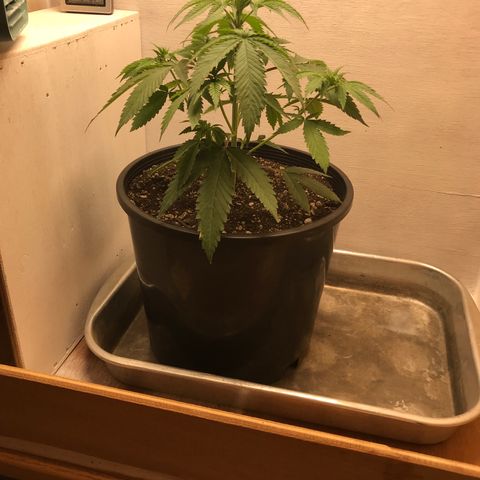 Mango Biche growlog photo: Transplanted into bigger pot. Roots were starting to ball in smaller pot. 