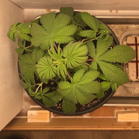 Mango Biche growlog photo: Wire ‘hook spikes’ to help even the light exposure. **looks a little droopy because I fed it nutrients earlier in the morning** 