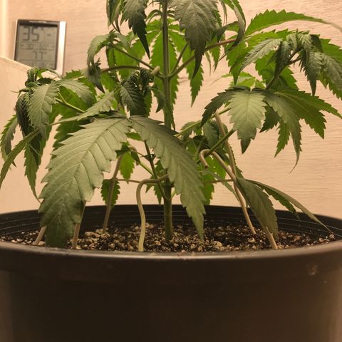 Mango Biche growlog photo: Wire ‘hook spikes’ to help even the light exposure. **looks a little droopy because I fed it nutrients earlier in the morning** 