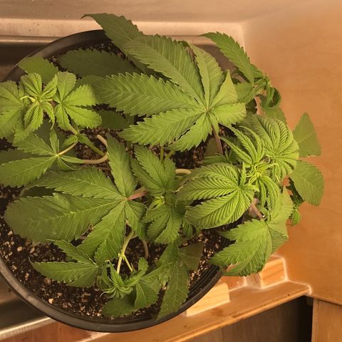 Mango Biche growlog photo: Wire ‘hook spikes’ to help even the light exposure. **looks a little droopy because I fed it nutrients earlier in the morning** 