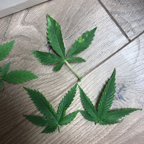 Mango Biche growlog timeline photo