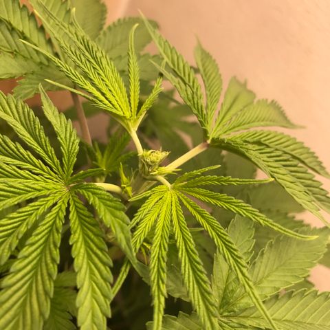 Mango Biche growlog photo: FIM attempt 