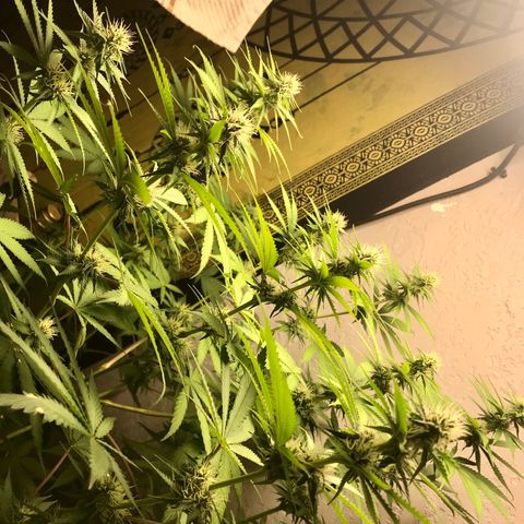 Mango Biche growlog timeline photo