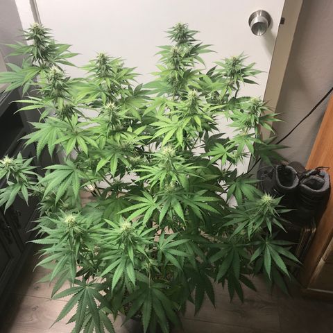 Mango Biche growlog timeline photo