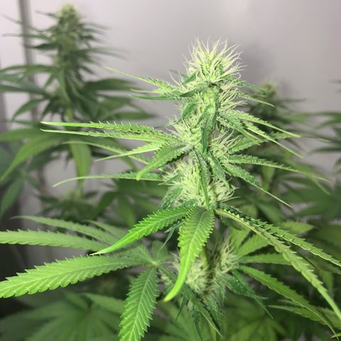 Mango Biche growlog timeline photo