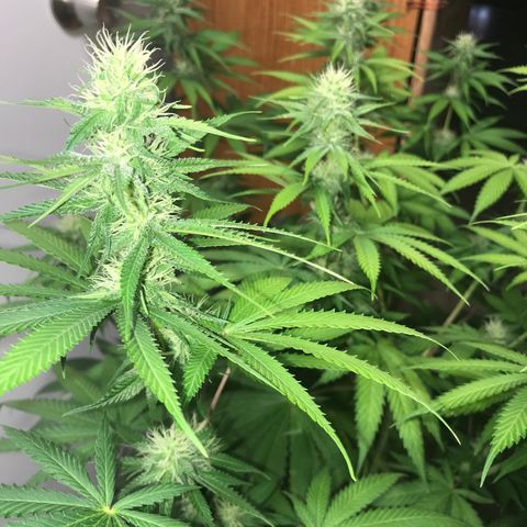 Mango Biche growlog timeline photo