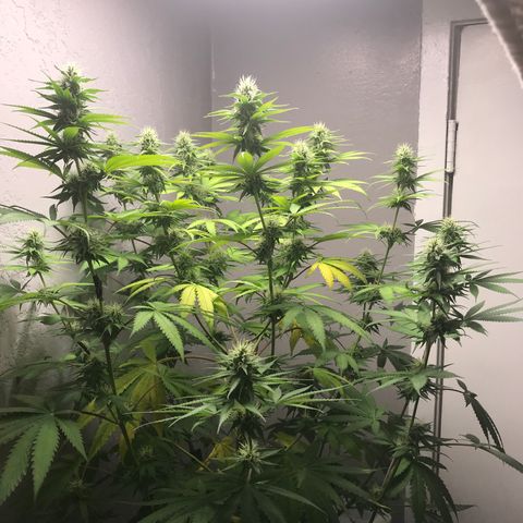 Mango Biche growlog timeline photo