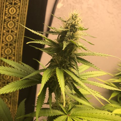 Mango Biche growlog timeline photo