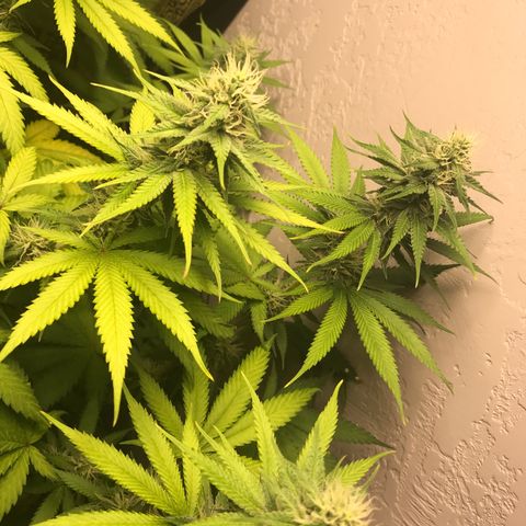 Mango Biche growlog timeline photo