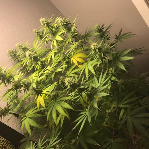 Mango Biche growlog timeline photo
