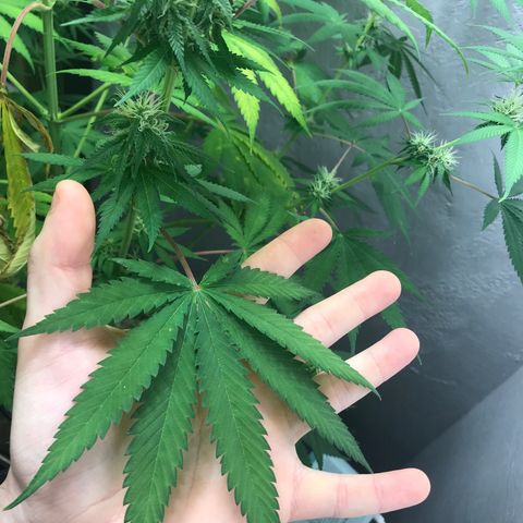 Mango Biche growlog timeline photo