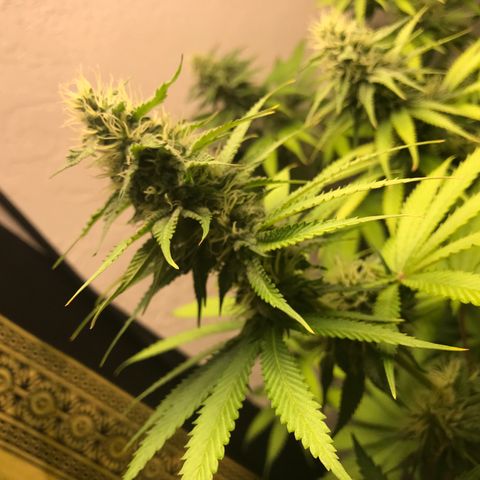 Mango Biche growlog timeline photo