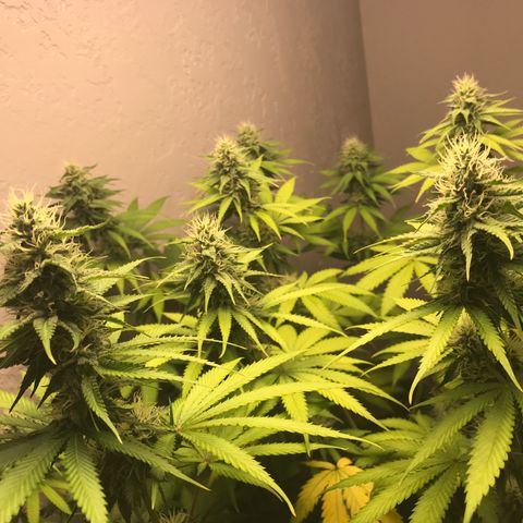 Mango Biche growlog timeline photo