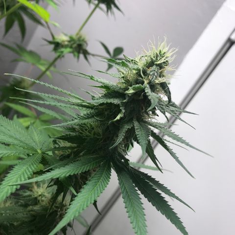 Mango Biche growlog timeline photo