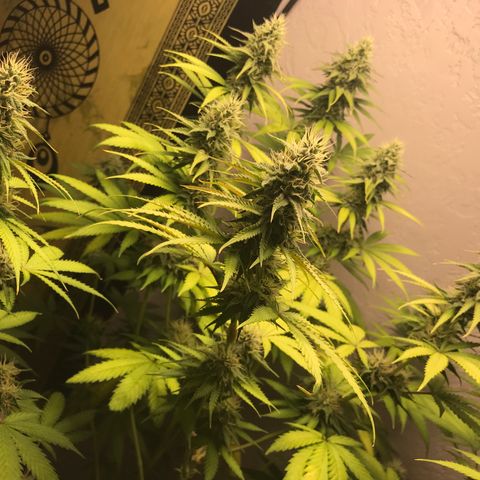 Mango Biche growlog timeline photo