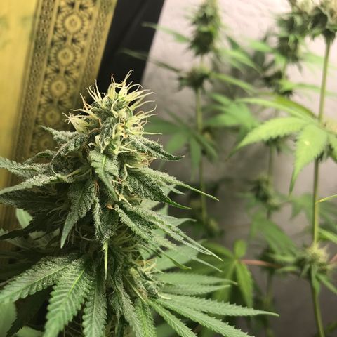 Mango Biche growlog timeline photo
