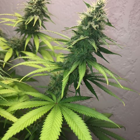Mango Biche growlog timeline photo