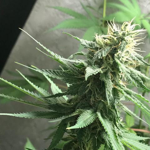 Mango Biche growlog timeline photo