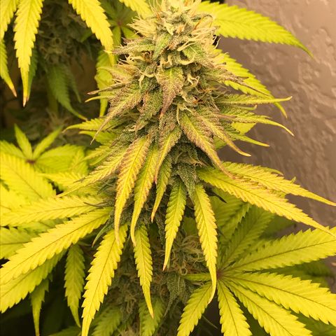 Mango Biche growlog timeline photo