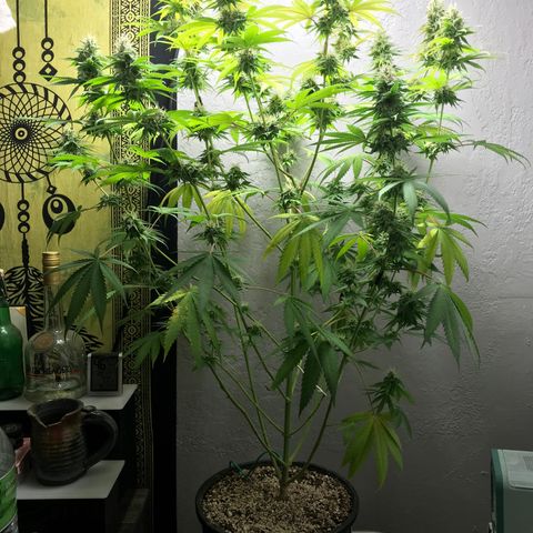 Mango Biche growlog timeline photo