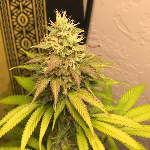 Mango Biche growlog timeline photo