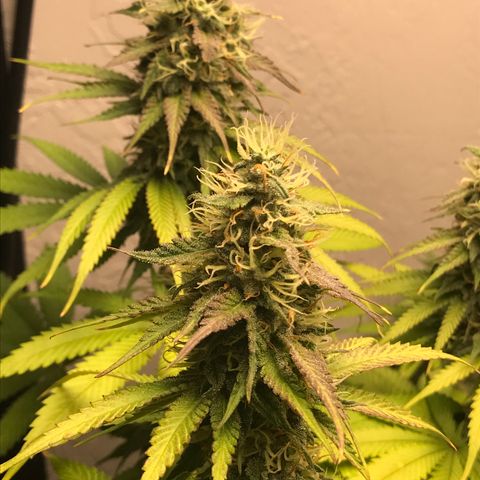 Mango Biche growlog timeline photo