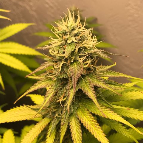 Mango Biche growlog timeline photo