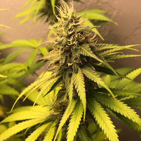 Mango Biche growlog timeline photo