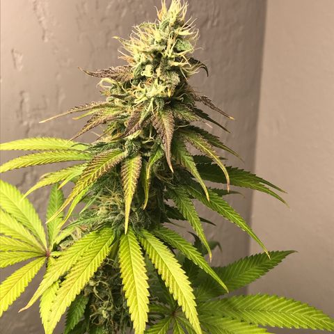 Mango Biche growlog timeline photo
