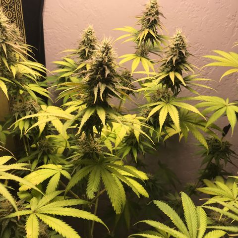 Mango Biche growlog timeline photo
