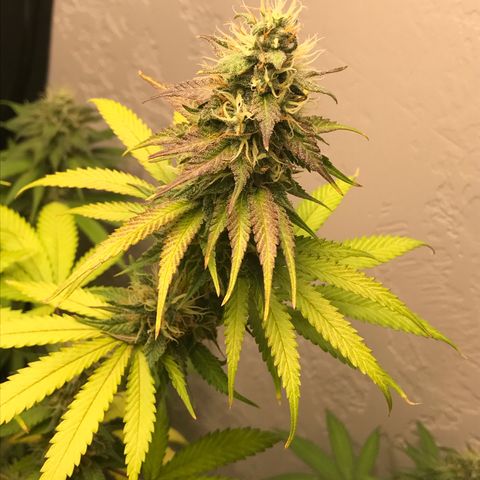 Mango Biche growlog timeline photo