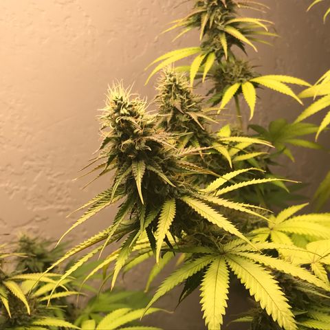 Mango Biche growlog timeline photo