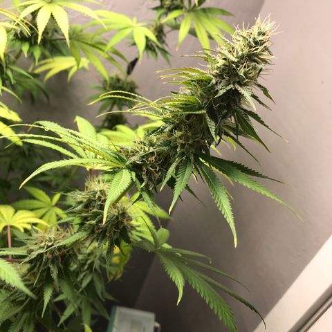 Mango Biche growlog timeline photo