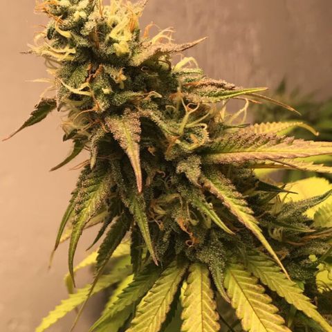 Mango Biche growlog timeline photo