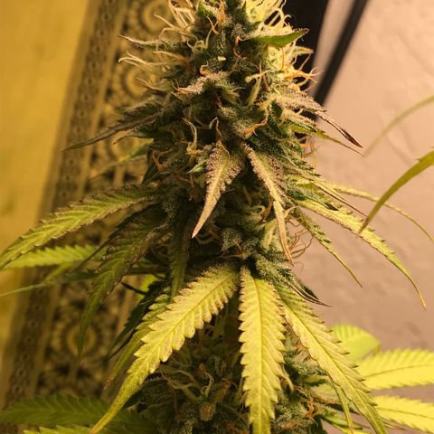 Mango Biche growlog timeline photo