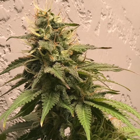 Mango Biche growlog timeline photo
