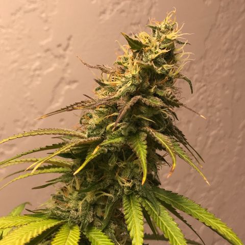 Mango Biche growlog timeline photo