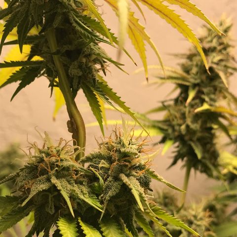 Mango Biche growlog timeline photo