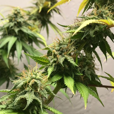 Mango Biche growlog timeline photo
